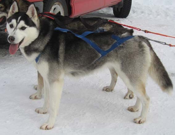 Photo of Nay-La-Chee's Cool Rascal Marja