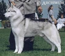 Photo of Kainai's Quinn The Eskimo