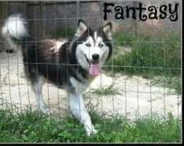 Photo of Fantasy