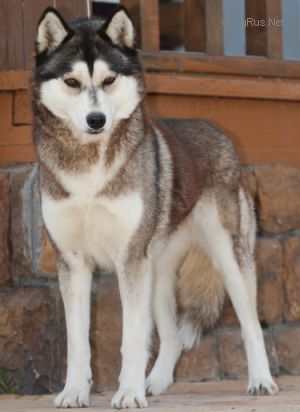 Photo of Laitkiper’s My Lady D’Arbenville