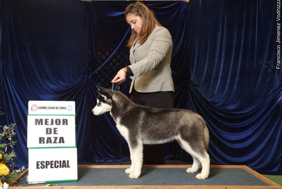 Photo of Northkenda Princess Arwen