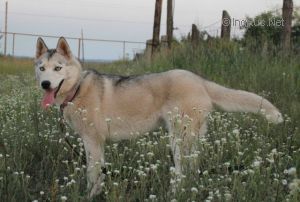 Photo of Vento Libero Irans Hurta Esir