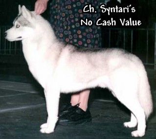 Photo of Syntari’s No Cash Value (At Nebrascka)
