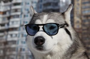Photo of Husky Haven Armany