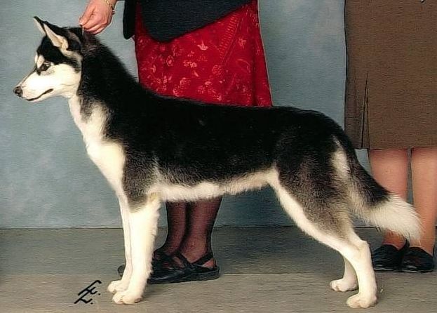 Photo of NorthWapiti's Electra