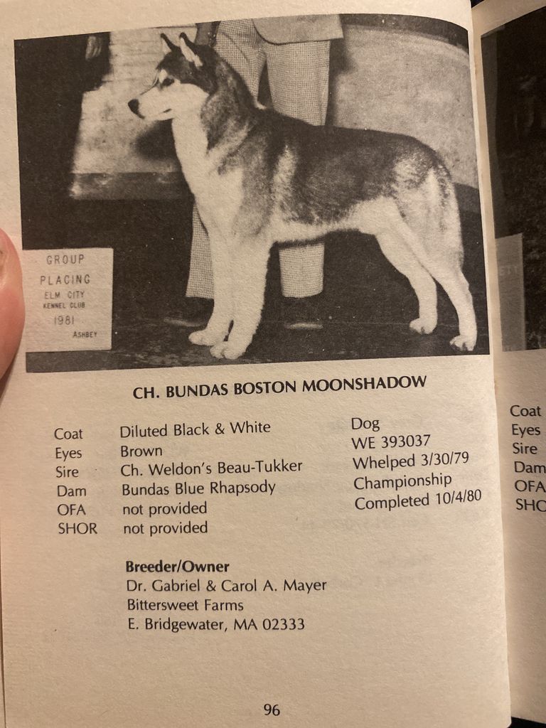 Photo of Bundas Boston Moonshadow