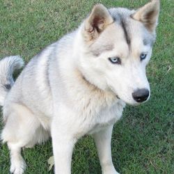 Photo of The Husky Ranch’s Nadia