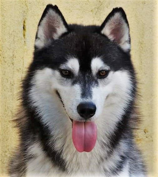 Photo of Verkoiansk's Masked Bandit Yuri