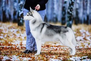 Photo of Topaz Shoot ’Im If He Runs
