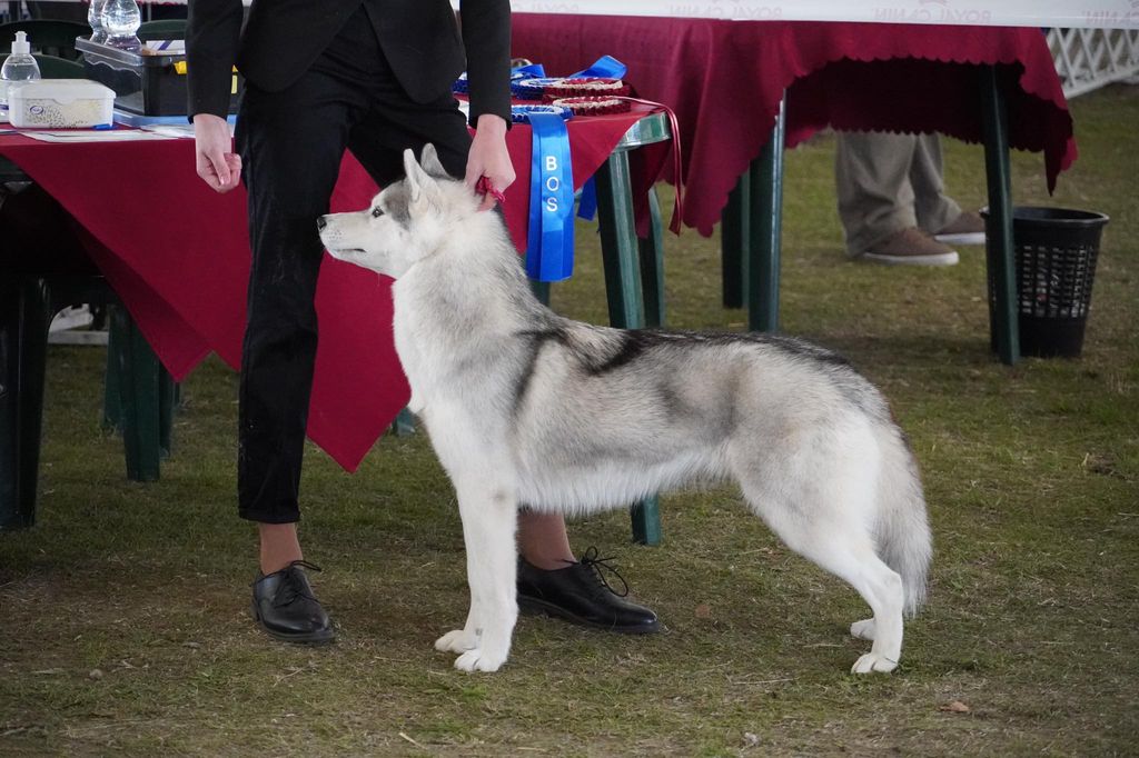 Photo of Ailiruk's A Wolf in my Heart