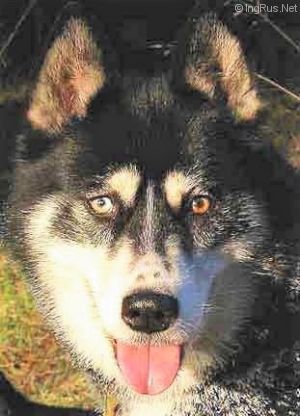 Photo of Forstal’s Kaska