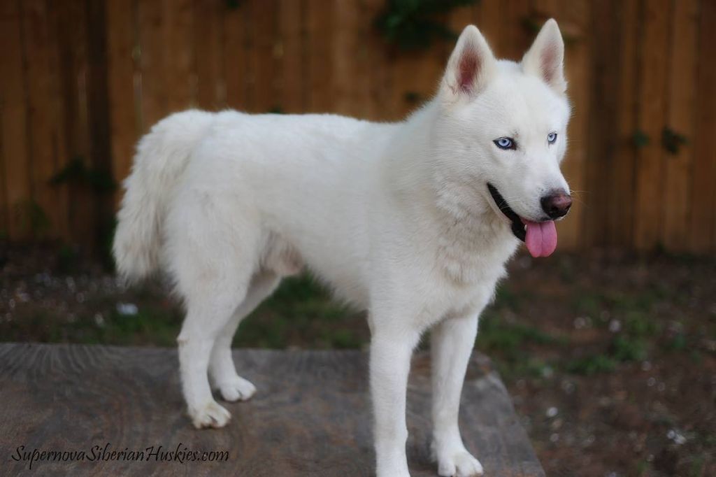 Photo of Supernova’s White Walker