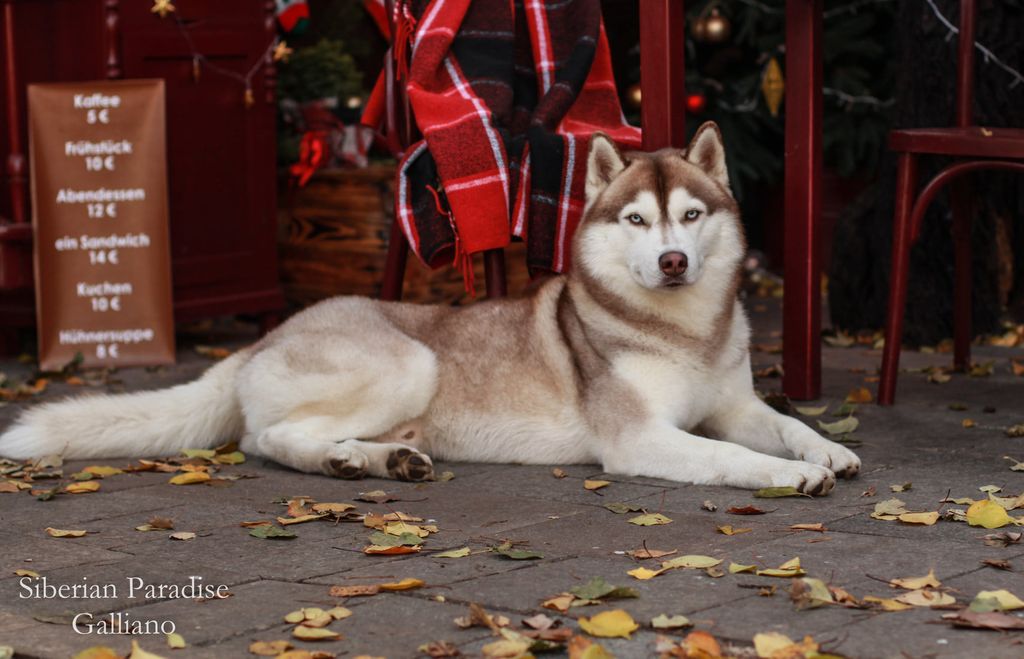 Photo of Siberian Paradise Galliano