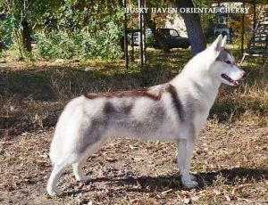 Photo of Husky Haven Oriental Cherry