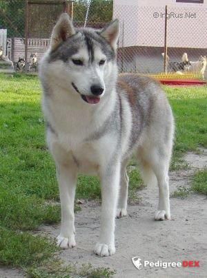 Photo of Nori’s Silver Flower Eskimoski Domek