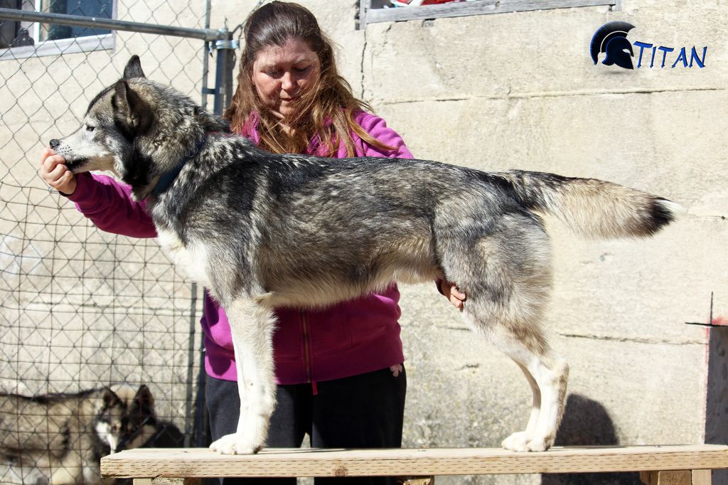 Photo of Glacial Lake’s Titan of WolfStar