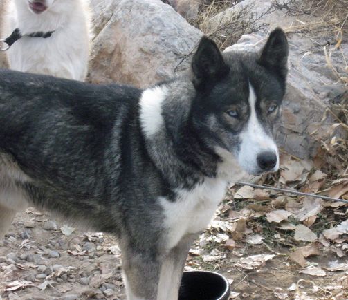 Photo of Sepp-Alta’s Hank Of Bronco