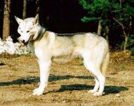 Photo of Arctic Soul Alaika