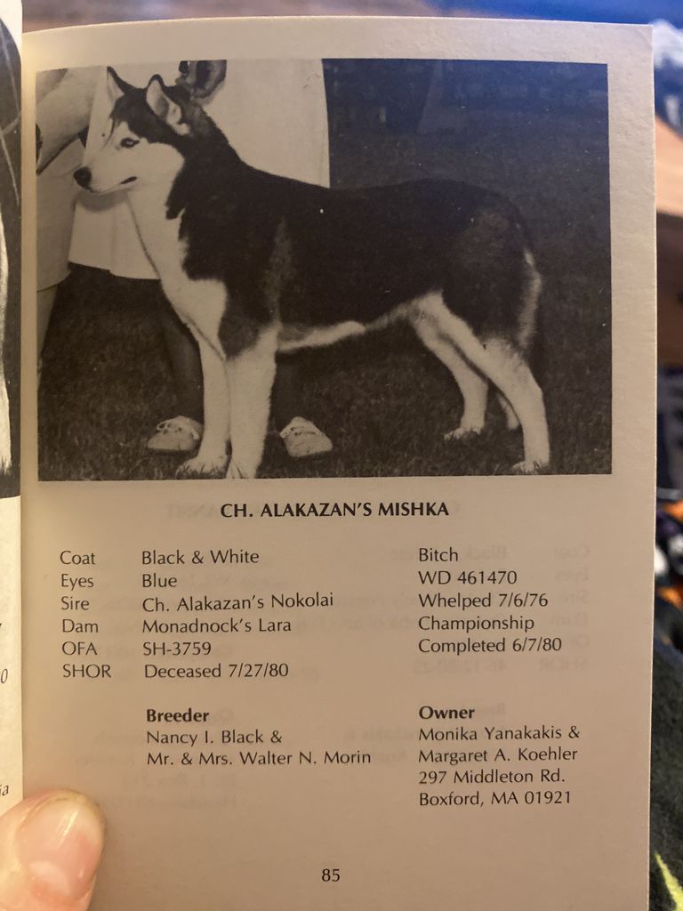 Photo of Alakazan’s Mishka