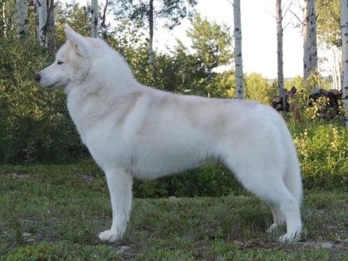 Photo of Nanook’s Snowy Dream Come True