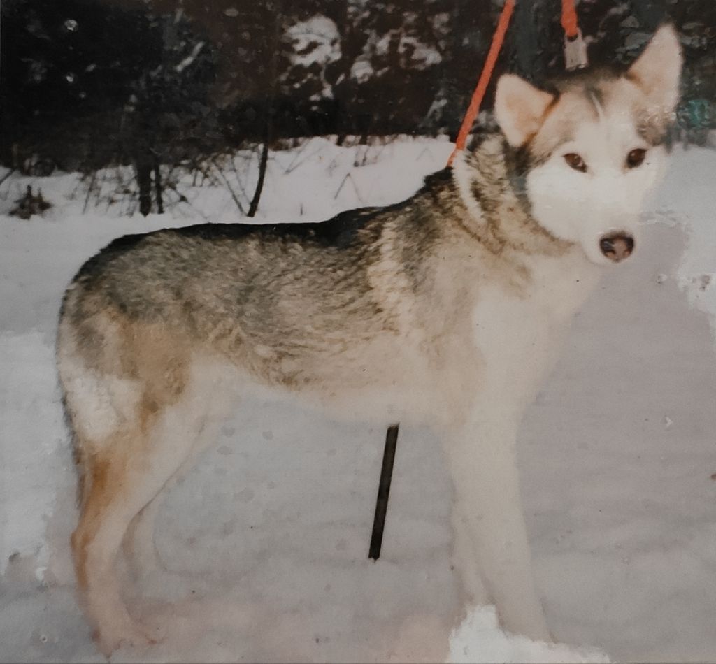 Photo of Il colle siberiano kennel's Laika