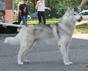 Photo of Husky Haven Greenall’s Gin