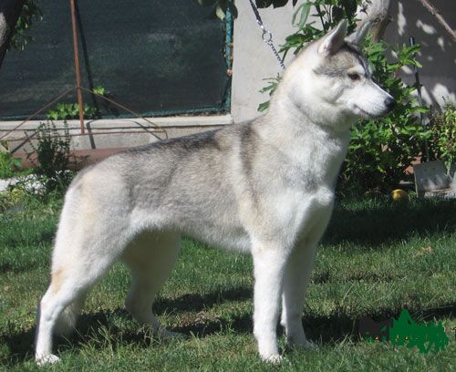 Photo of Winalmik´s Baby Revolutions Of Marook Ravine
