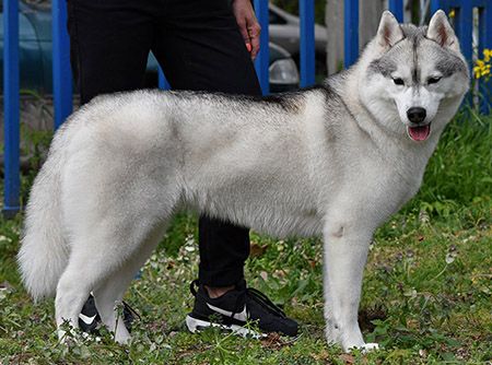 Photo of JulyVell's Northeart Davina