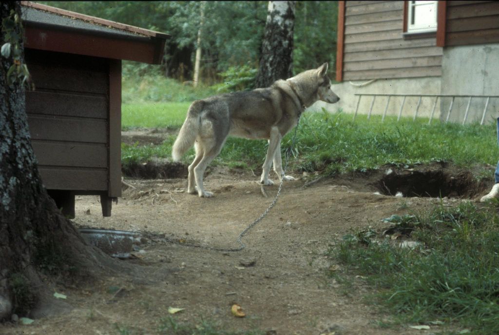 Photo of Kawak av Skålholten