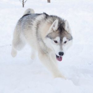 Photo of Arnato Baldesarini Snow Woulf