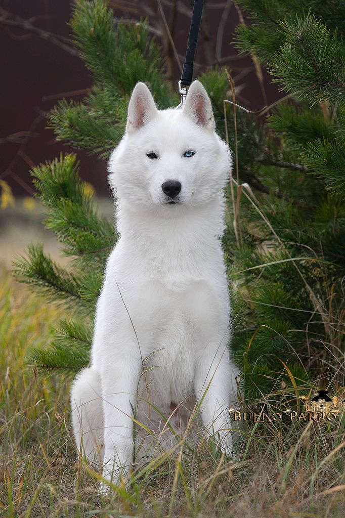 Photo of BUENO PARDO SITKA