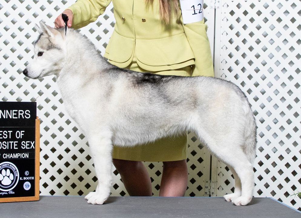 Photo of Snoebear’s High Priestess