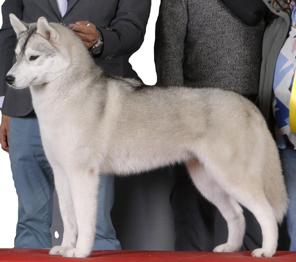 Photo of ColSnow Atenea "De Ares Siberian"