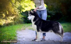 Photo of Hranit Vernost Zolotoi Drakon Edinstva