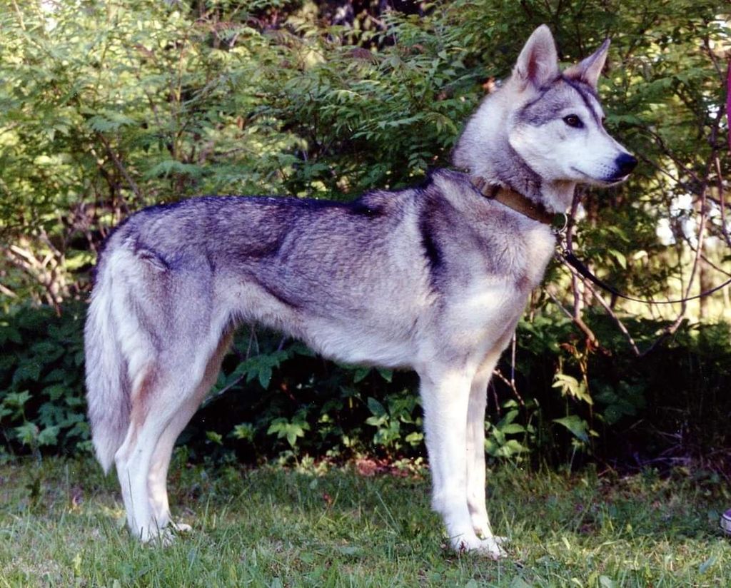 Photo of Rekimiinan Ronja