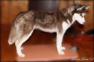 Photo of Husky Haven Calipso Vouage