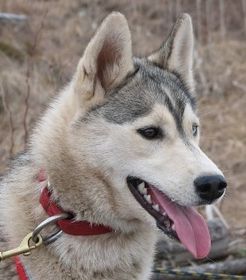 Photo of Shaytaan’s Kokanee