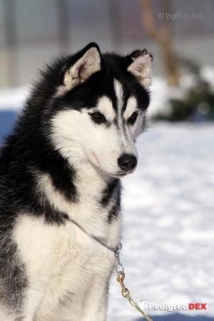 Photo of Husky Haven Tour De France