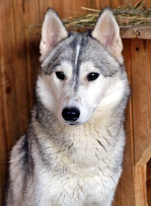Photo of Arctic Magic Sweet Lady