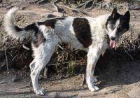 Photo of Shaktoolik’s P’Eleanor Rigby