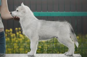 Photo of OlgiVan Show Howl