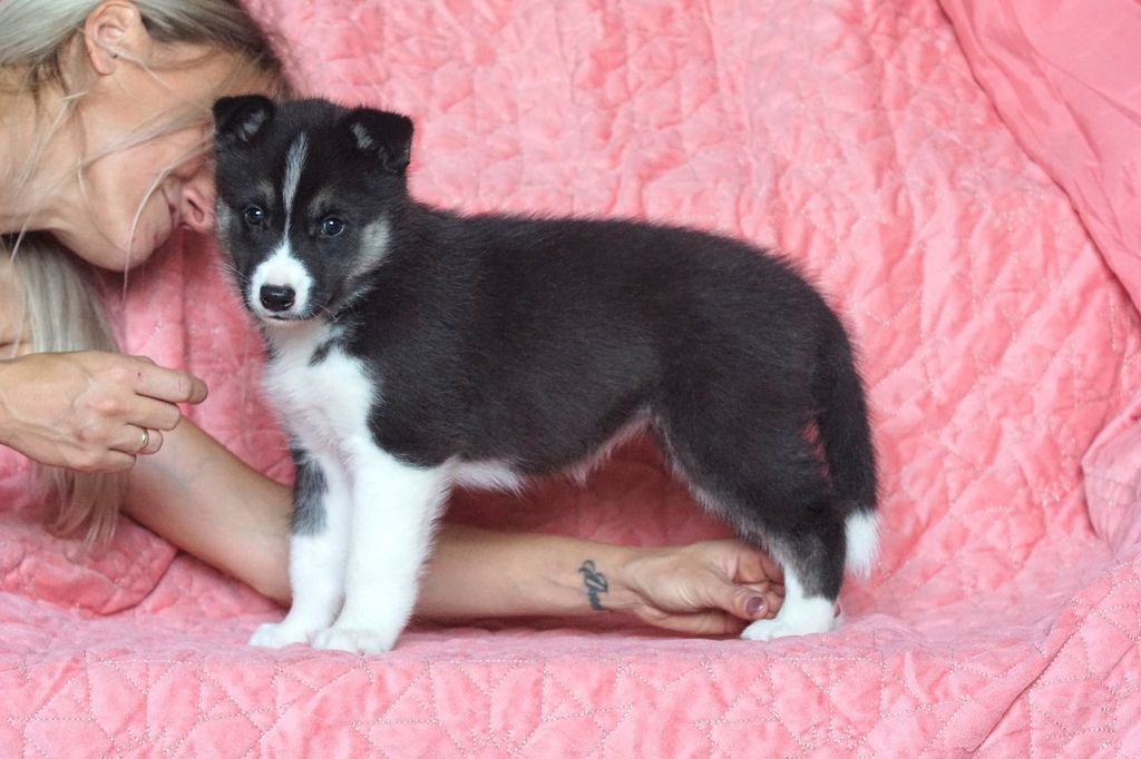 Photo of X-MAN SHADOWCAT Sleed Dogs FCI
