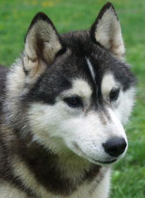 Photo of Husky Haven Darling Princess