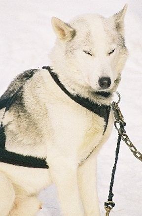 Photo of Vajradhara’s Jackson