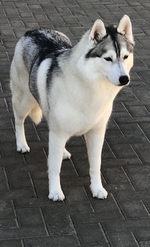 Photo of Northwind Silver Fox at Nkirukah