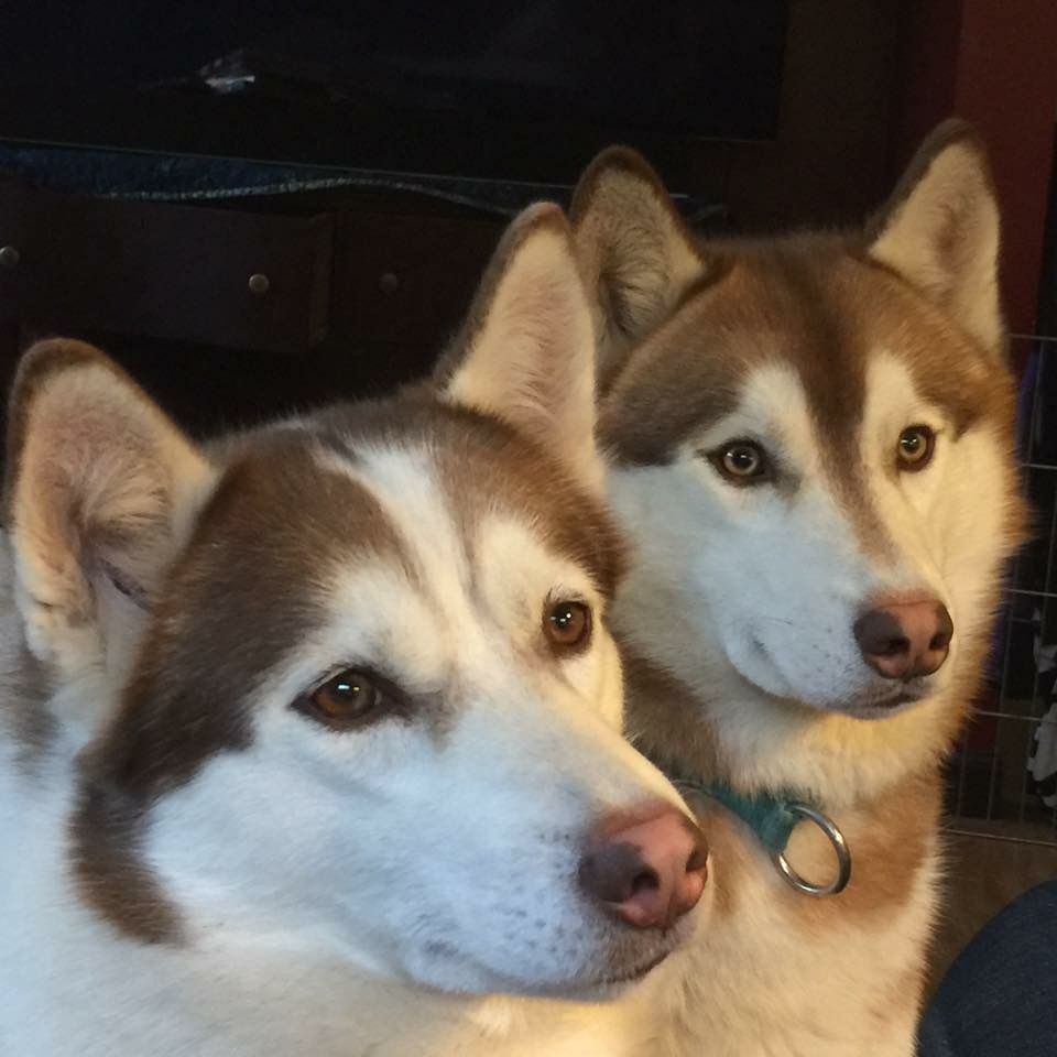 Photo of Snowkittens Bourbon and Blues