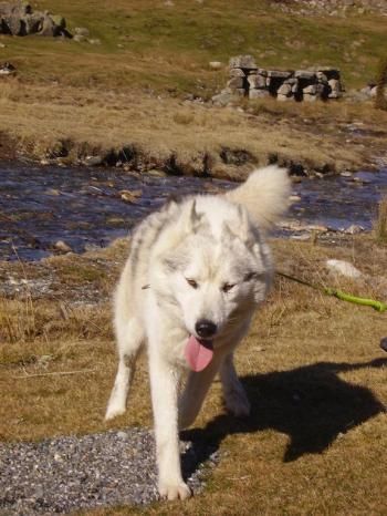Photo of Run Coyotte