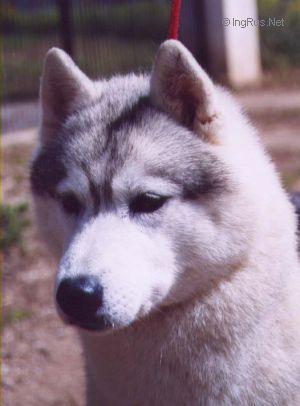 Photo of Karnovanda’s Belleek