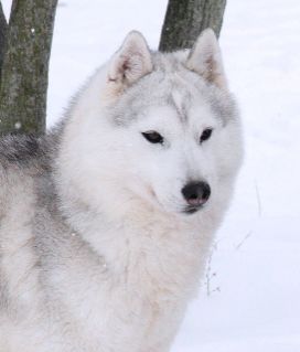 Photo of Karnovanda’s Snow Angel