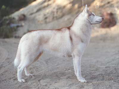 Photo of Nanook’s Run With A Free Spirit